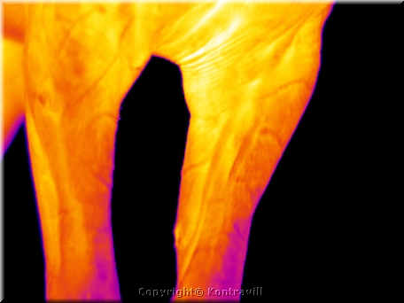 G1119-11.jpg
